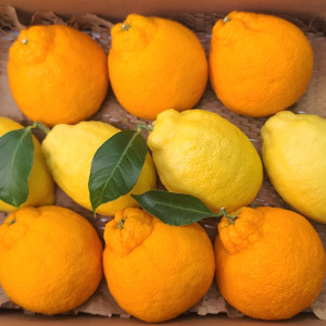[의성로컬푸드직매장] 한라봉&레몬 선물세트
