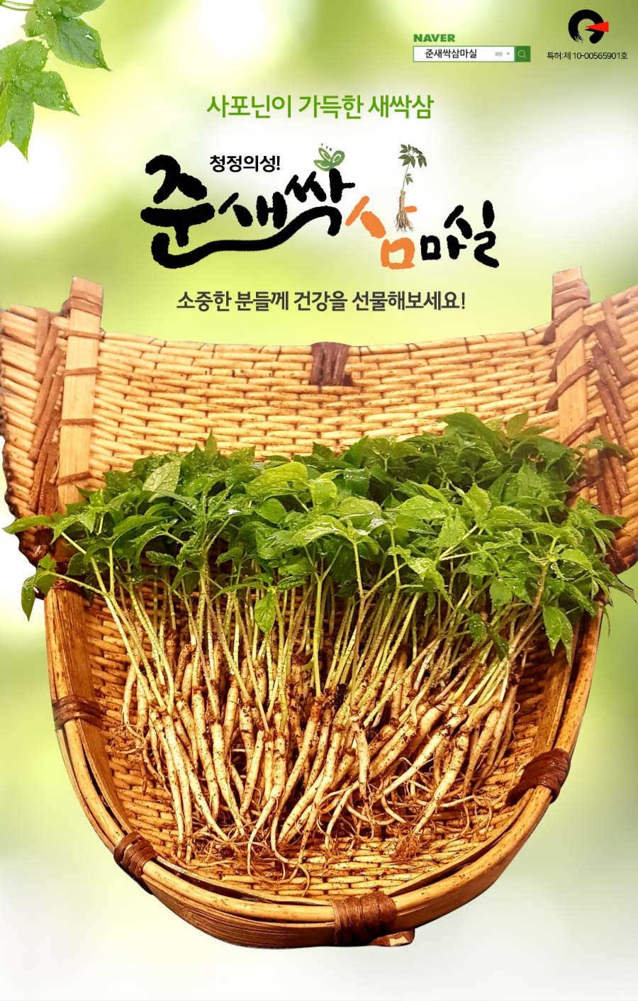 [준새싹삼마실팜] 새싹인삼 (2년근) 大 71뿌리