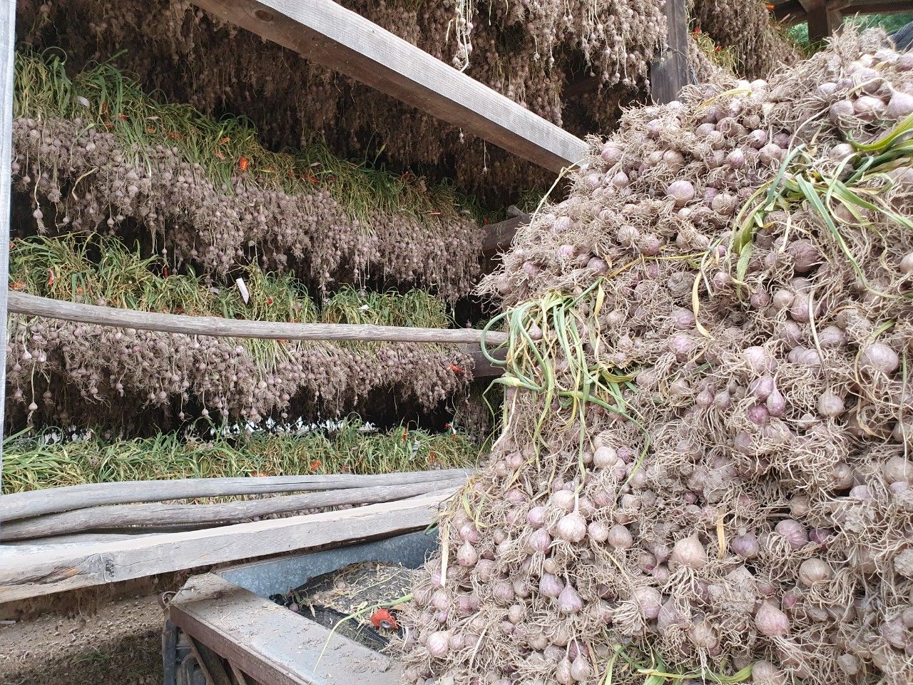 2023년 의성 토종 한지형 햇마늘 자연건조 주아직접재배 의성마늘
